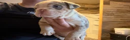 English Bulldog dogs for sale: Versace - Ad 40