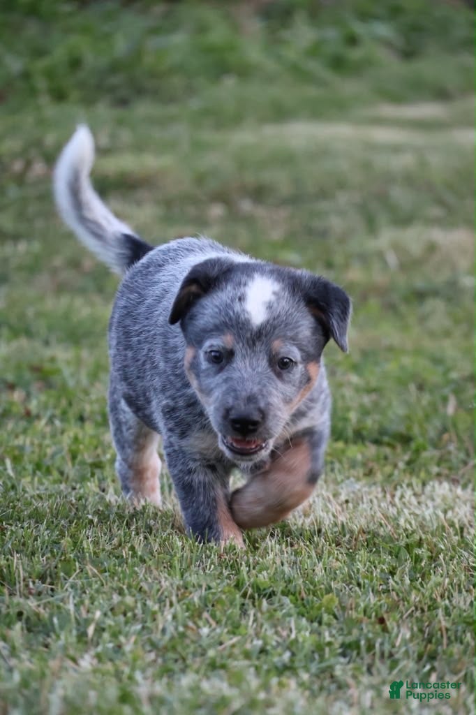 Australian Cattle Dog dogs Cooper - Ad 1