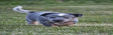 Cooper