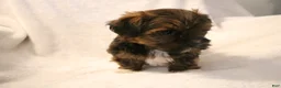 Shorkie dogs for sale: Bear - Ad 7