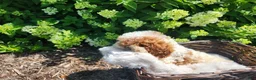 Cavapoo dogs for sale: Button  - Ad 8