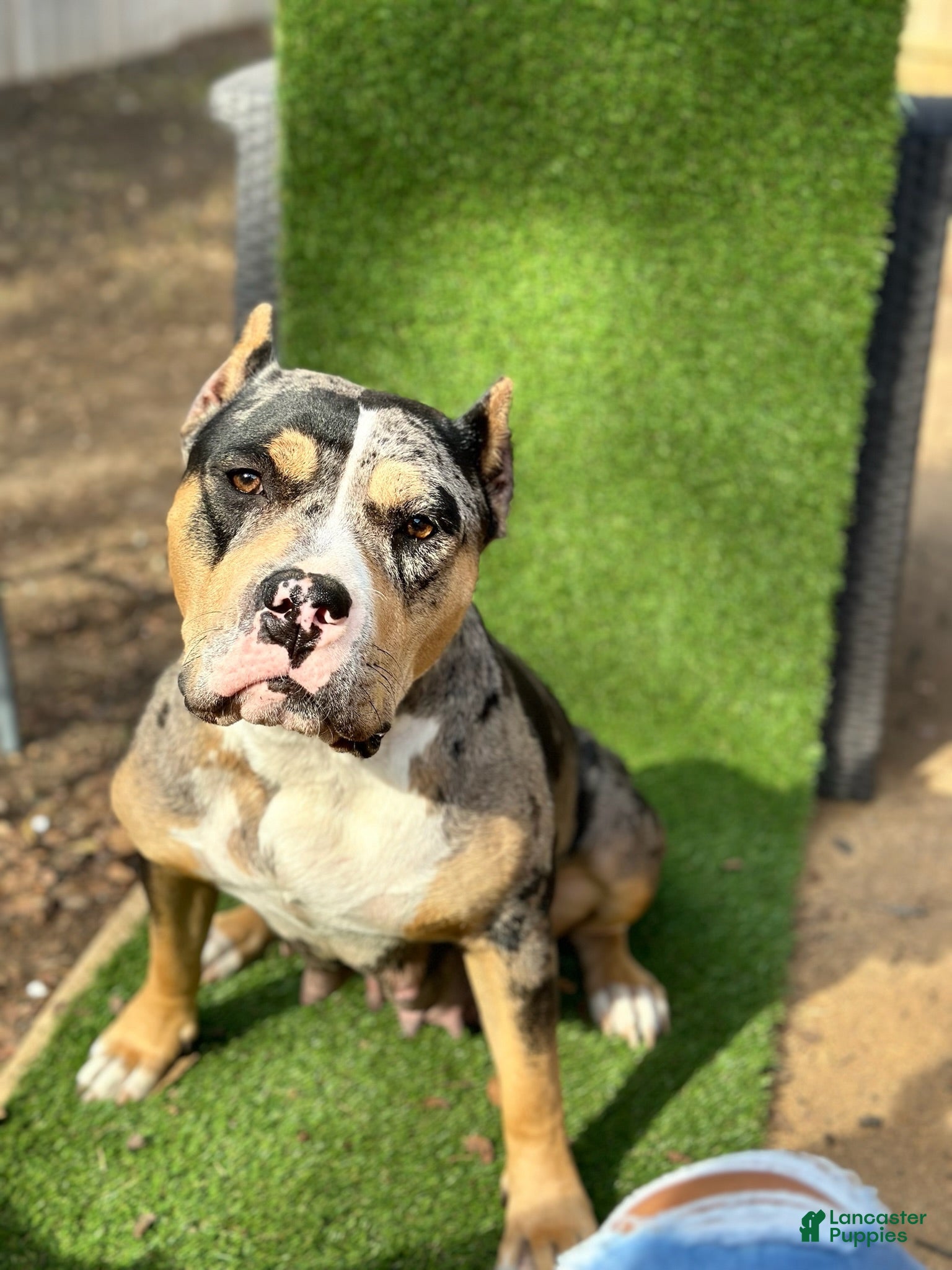 American Bully dogs Female 1 - Ad 2