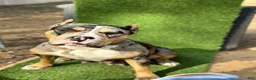 American Bully dogs for sale: Female 1 - Ad 2