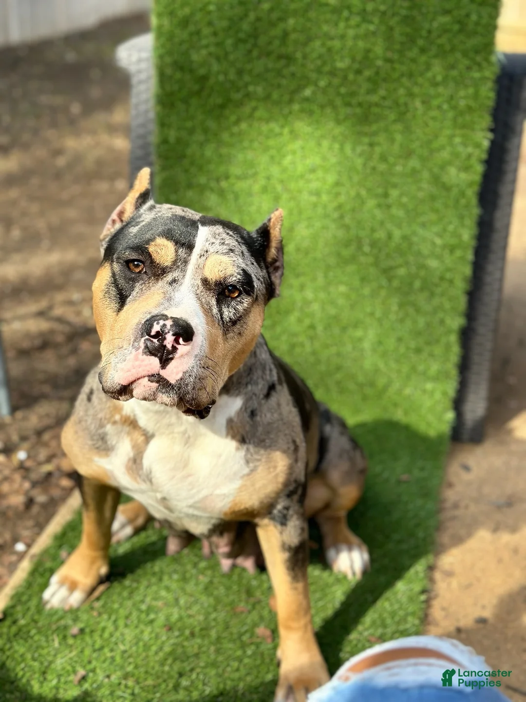 American Bully dogs for sale: Female 1 - Ad 2