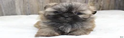 Shih Tzu dogs for sale: Bear - Ad 3