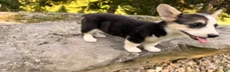 Welsh Corgi Pembroke dogs for sale: Kelsy - Ad 9