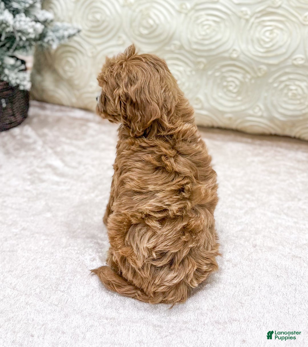 Cavapoo dogs for sale: Emma - Ad 5