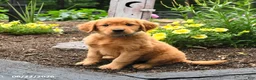 Golden Retriever dogs for sale: Rowdy - Ad 1