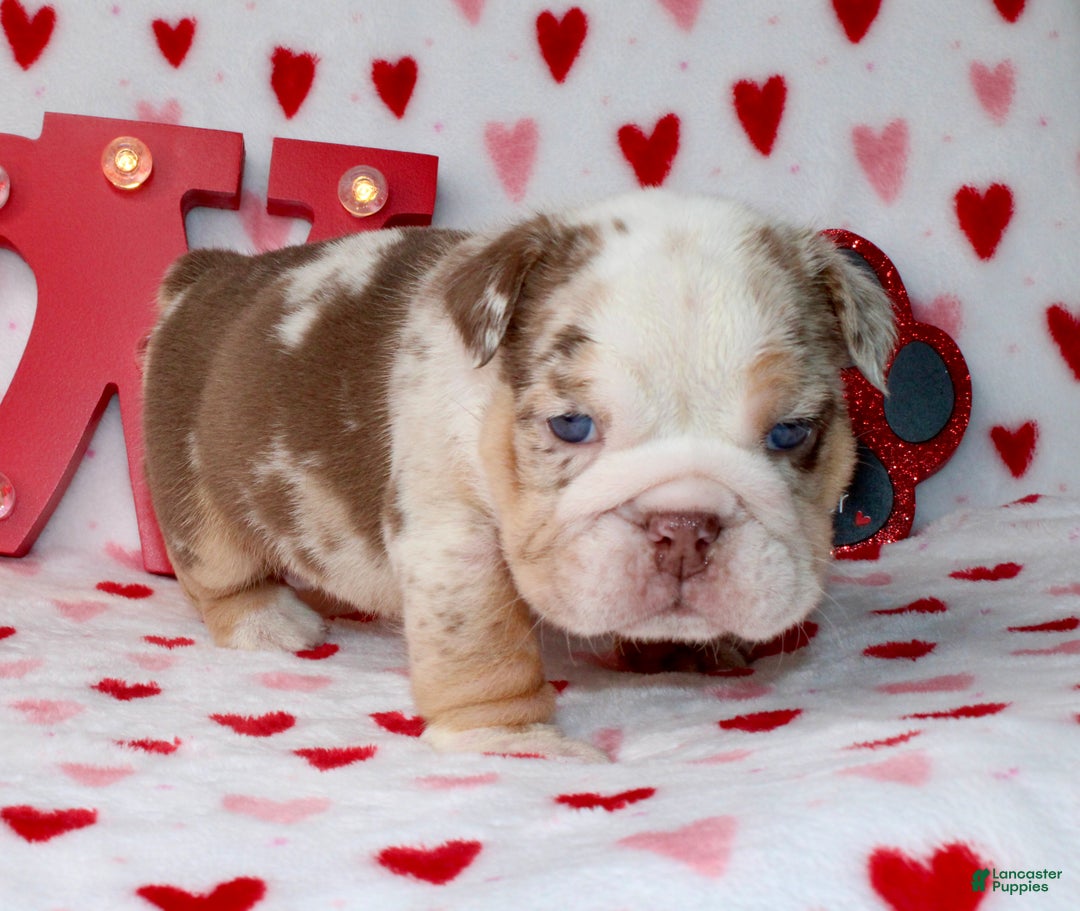 English Bulldog dogs for sale: Coco - Ad 2