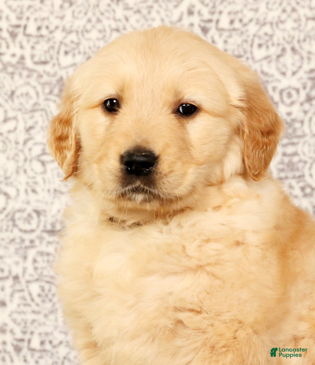 Golden Retriever dogs for sale: Banjo - Ad 9