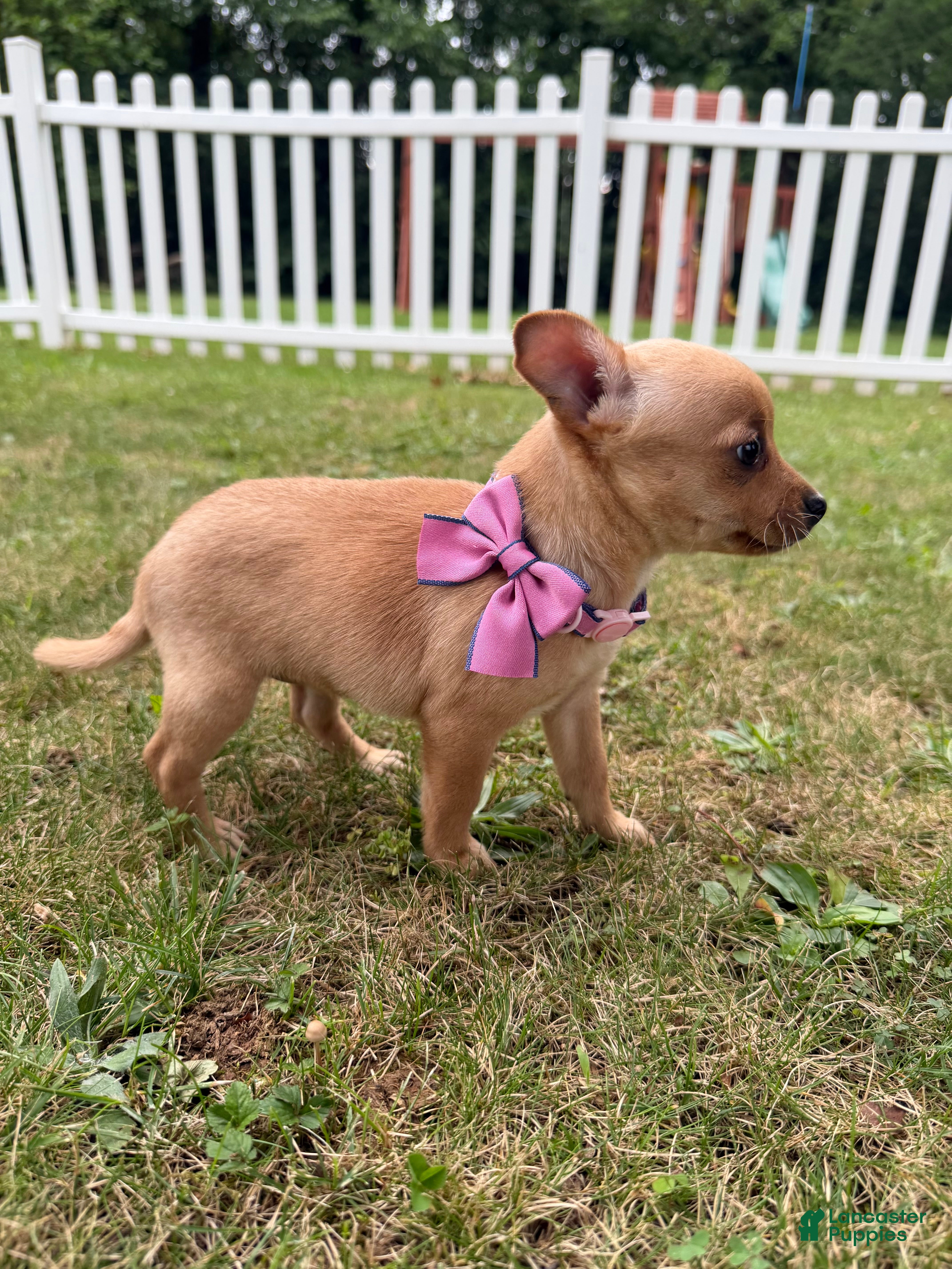 Chihuahua dogs Chihuahua 2 - Ad 42