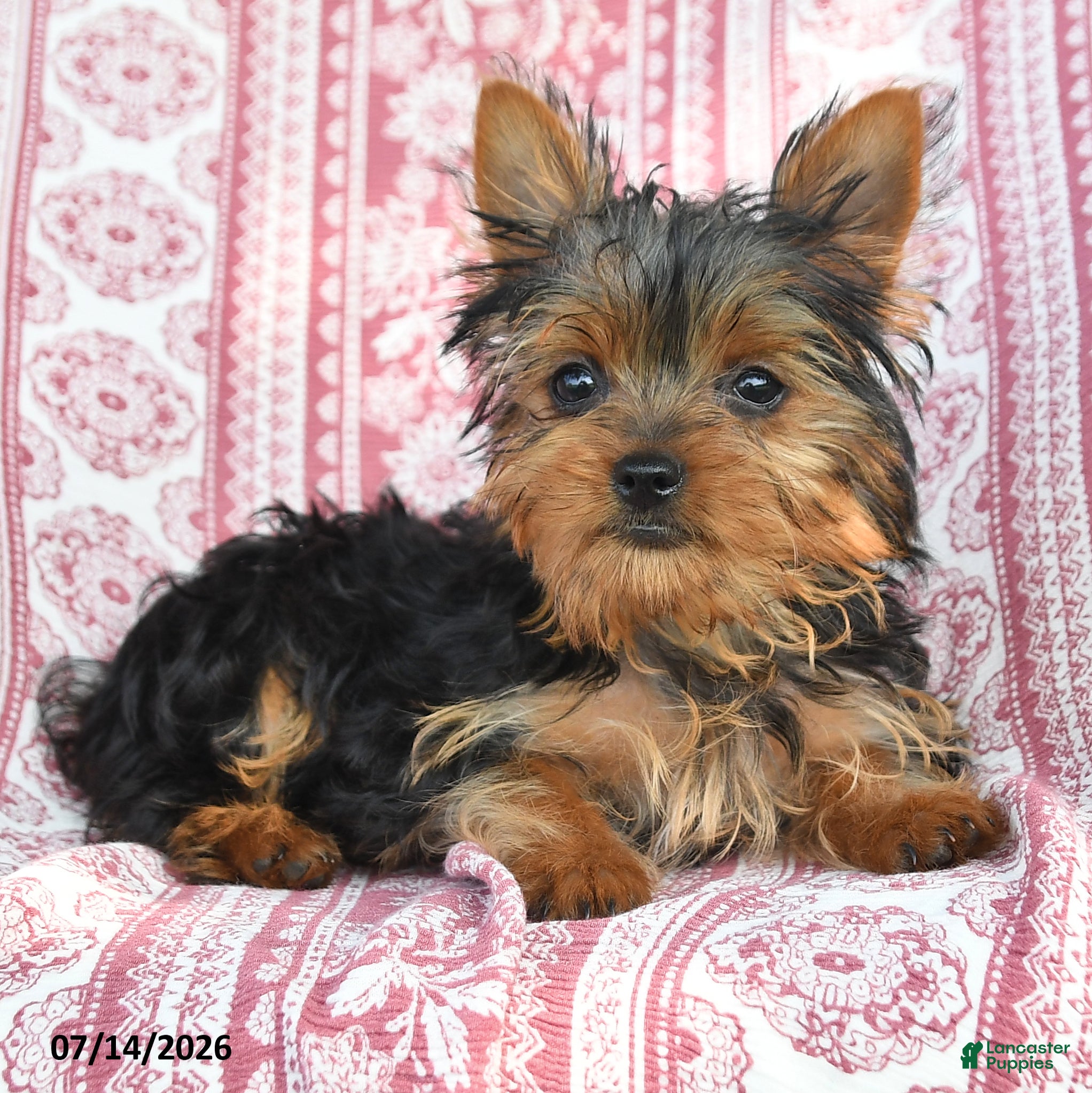 Yorkshire Terrier dogs Teddy - Ad 1