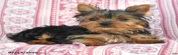 Yorkshire Terrier dogs for sale: Teddy - Ad 1