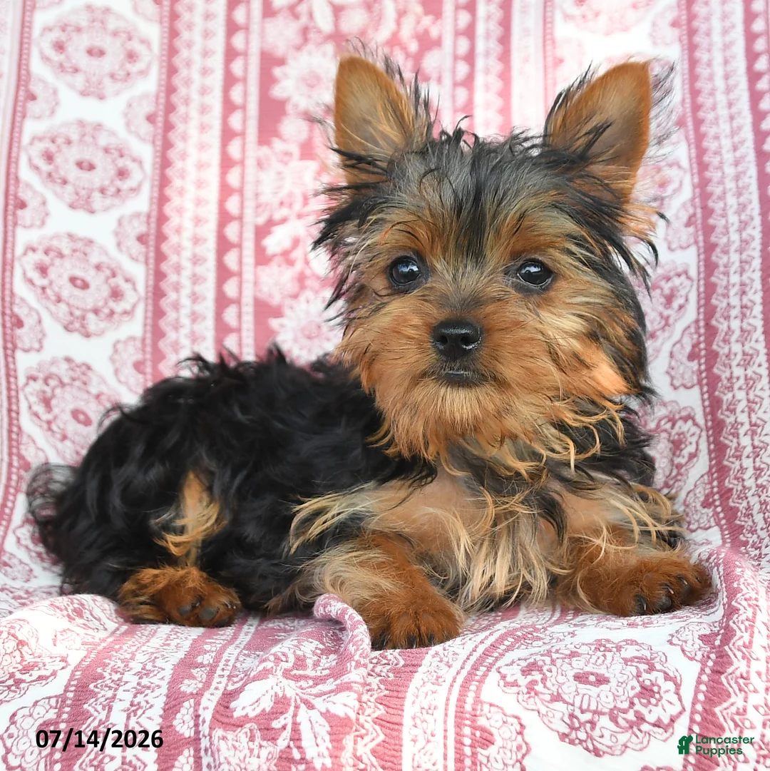 Yorkshire Terrier dogs for sale: Teddy - Ad 1