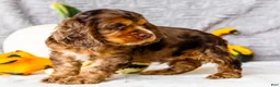 Cocker Spaniel dogs for sale: Polly - Ad 10