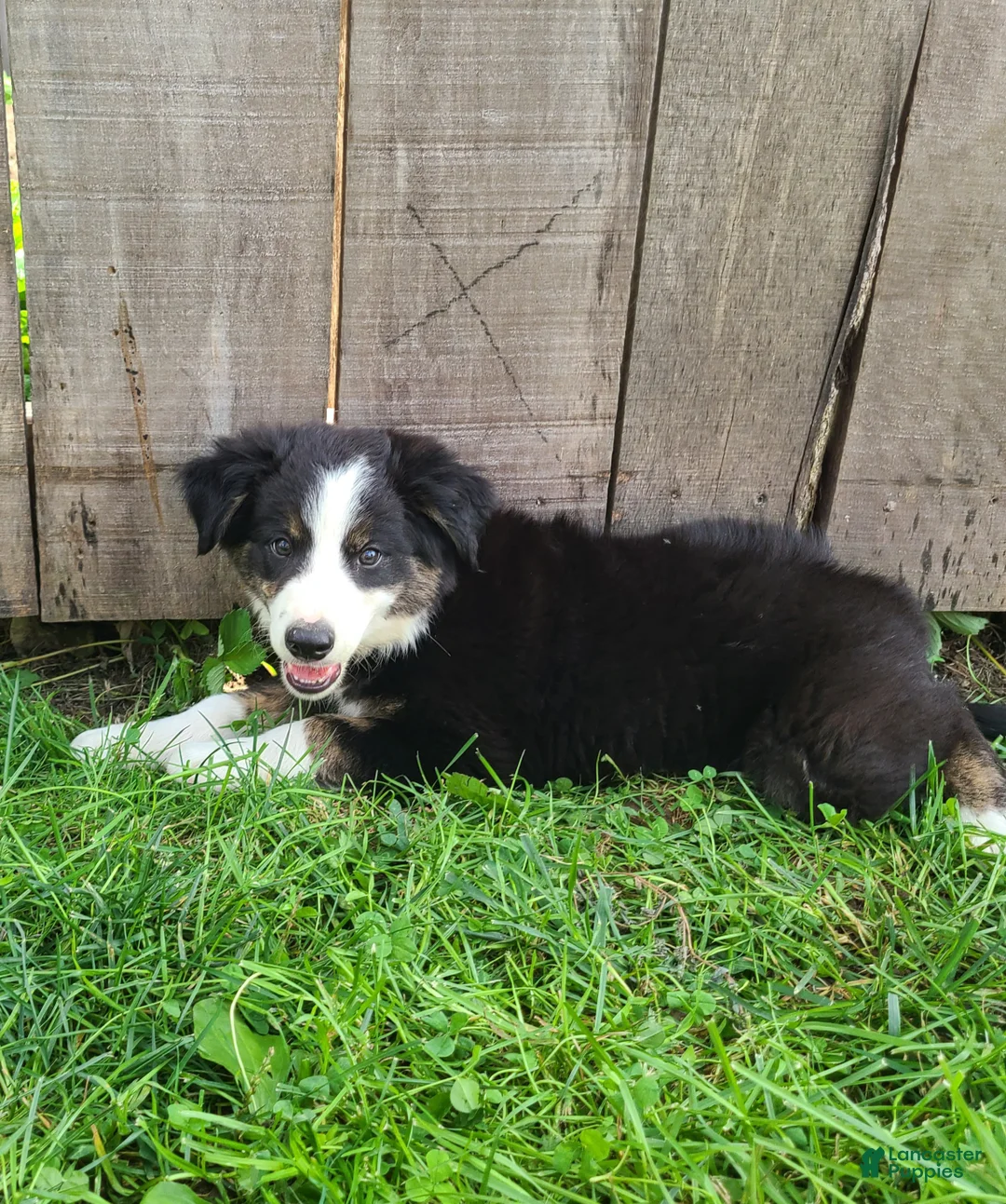 Mixed Breed dogs for sale: Sarge - Ad 3