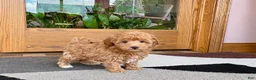 Havapoo dogs for sale: Havapoo Puppy 2 - Ad 5