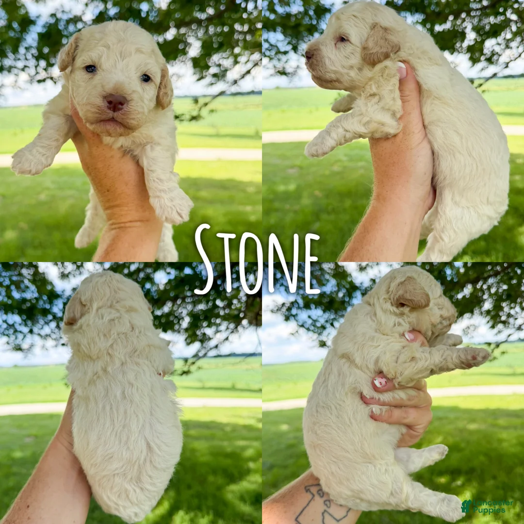 Mini Aussiedoodle dogs for sale: Stone - Micro Mini F1b - Ad 2