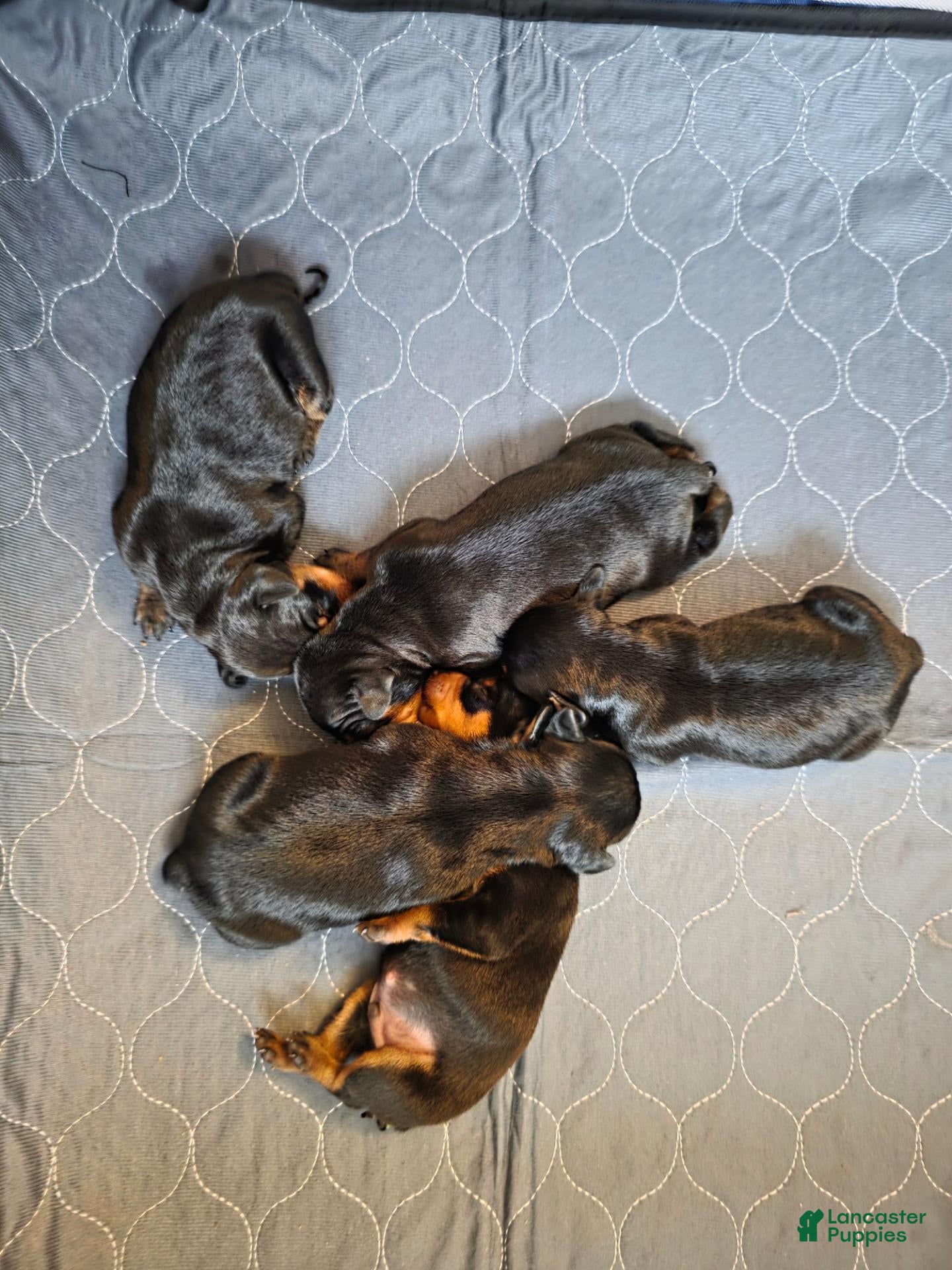 Miniature Pinscher dogs G-Orange  - Ad 2