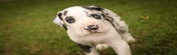 Great Dane dogs for sale: Cherish Great Dane  - Ad 5