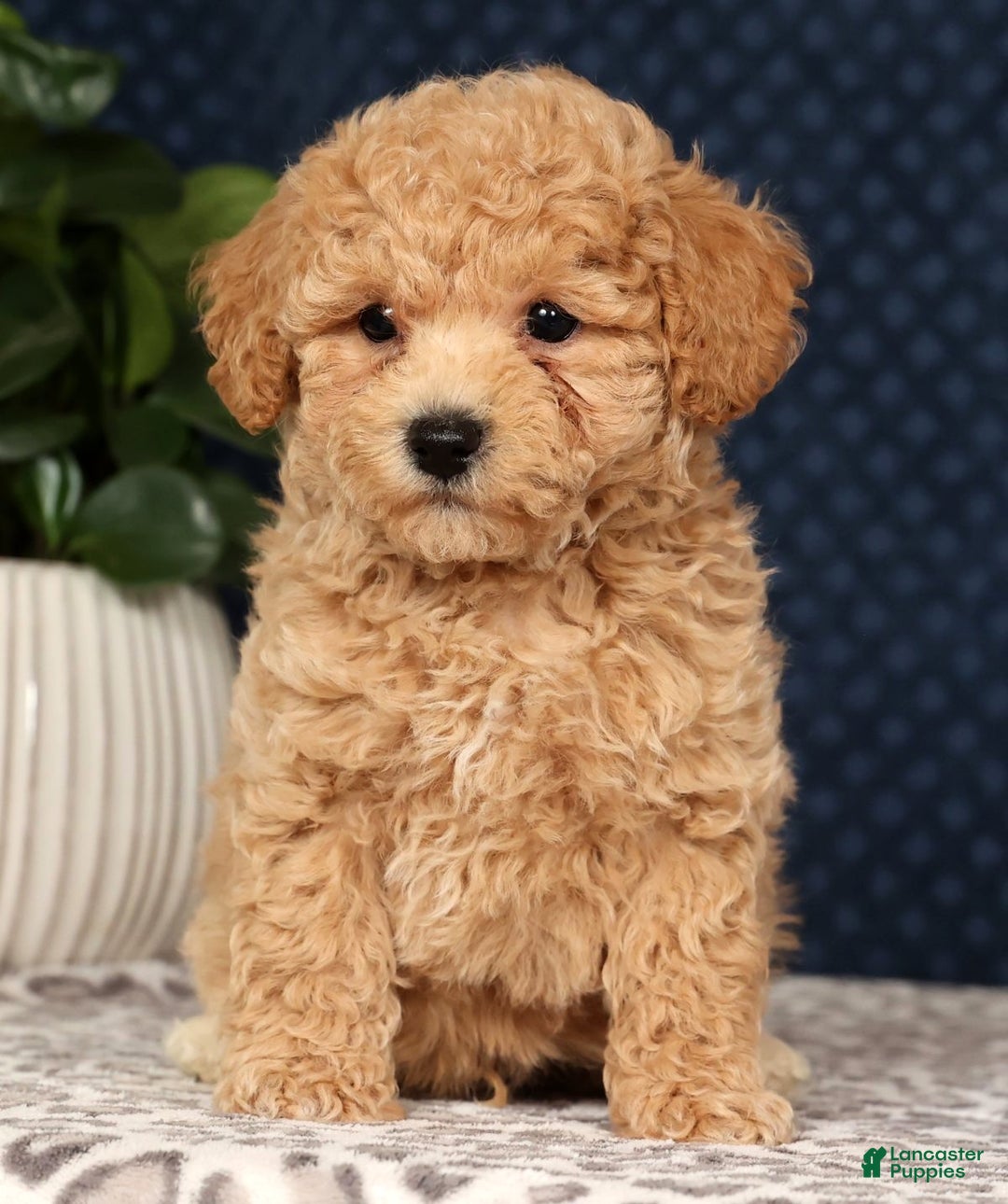 Bichpoo dogs for sale: Ringo - Ad 9