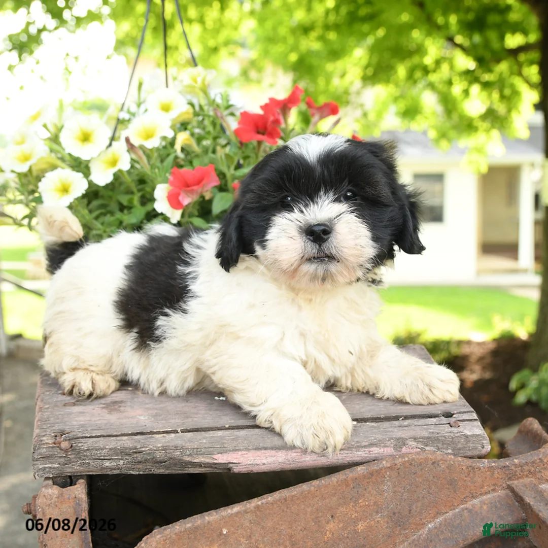 Teddy Bear dogs for sale: Eleanor - Ad 2