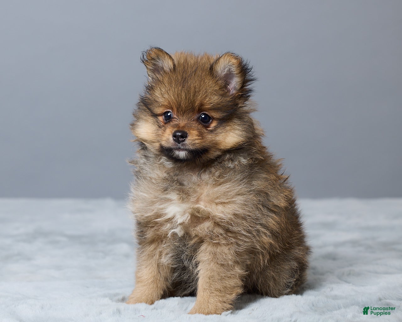 Pomeranian dogs Lane - Ad 2