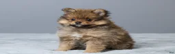 Pomeranian dogs for sale: Lane - Ad 2