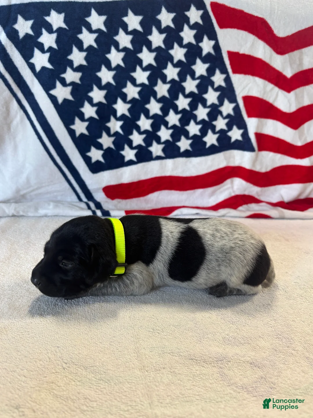 German Shorthaired Pointer dogs for sale: German Shorthaired Pointer 2 - Ad 2