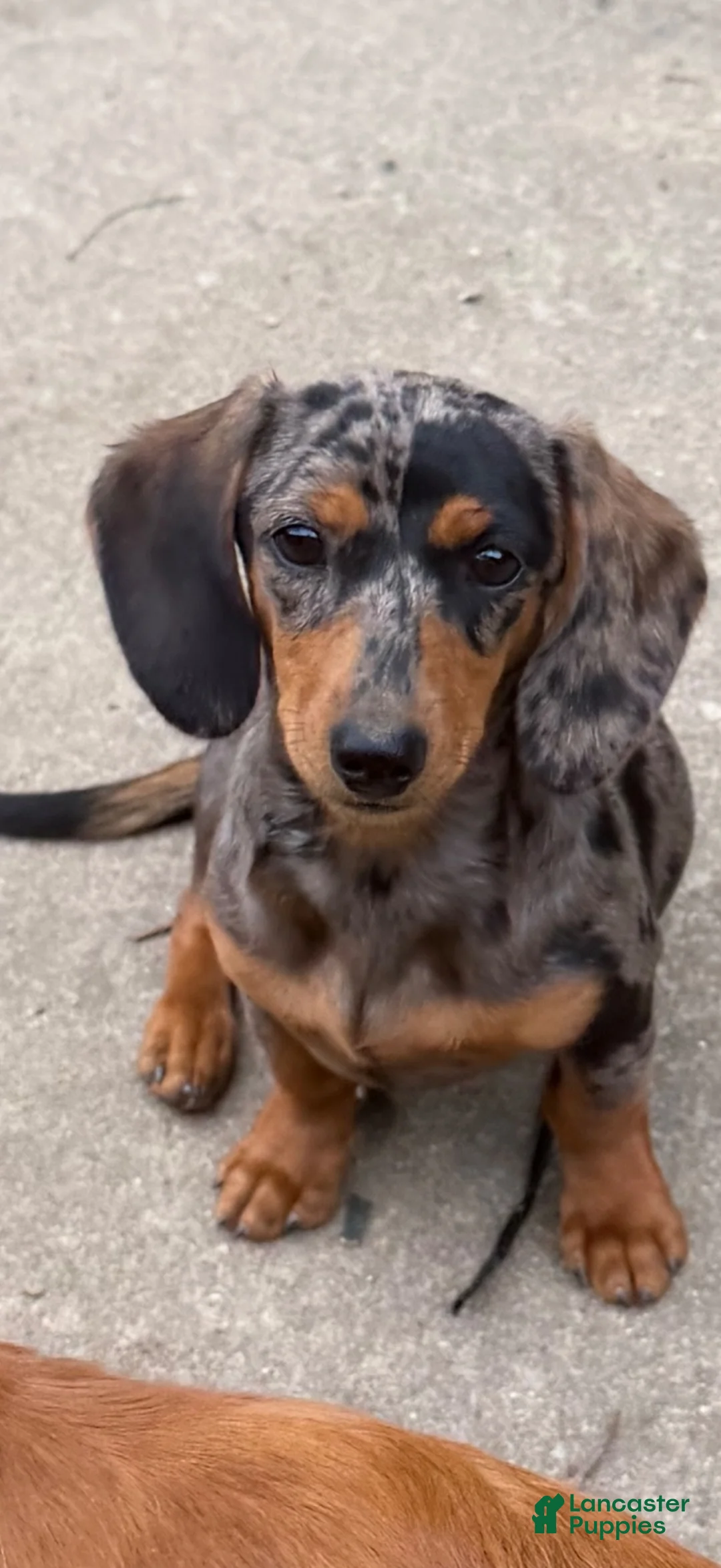 Miniature Dachshund dogs for sale: Stetson  - Ad 9