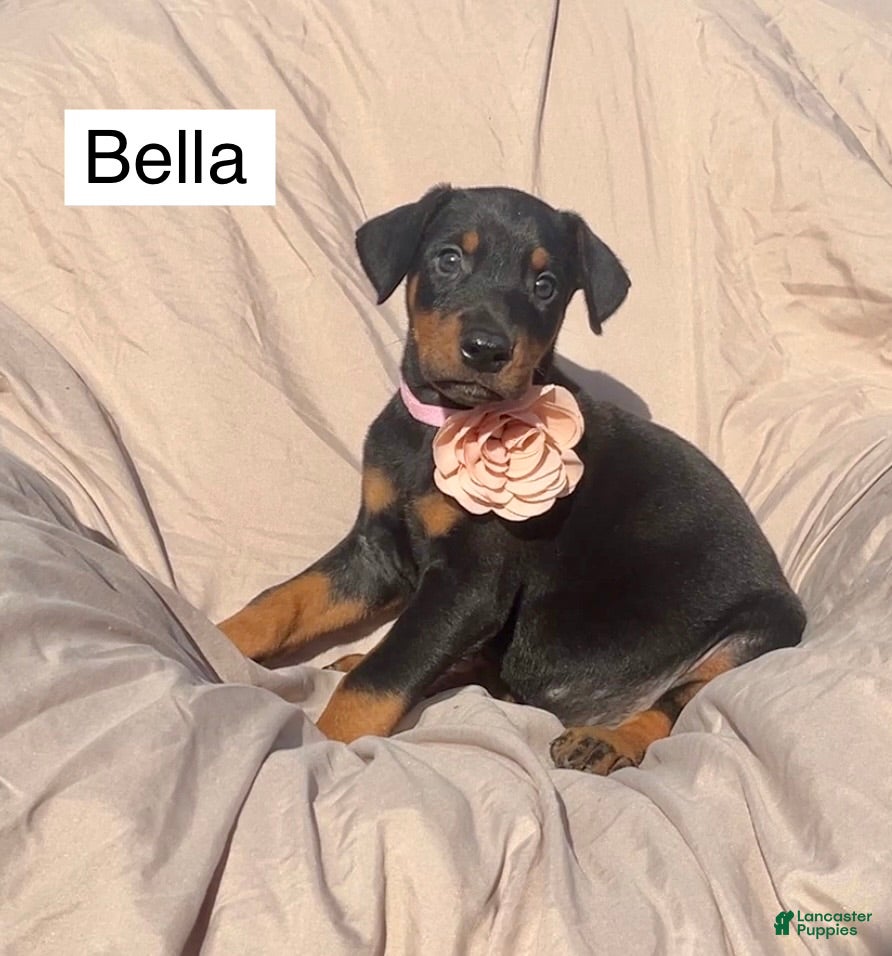 Doberman Pinscher dogs Bella - Ad 2