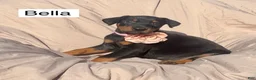 Doberman Pinscher dogs for sale: Bella - Ad 2