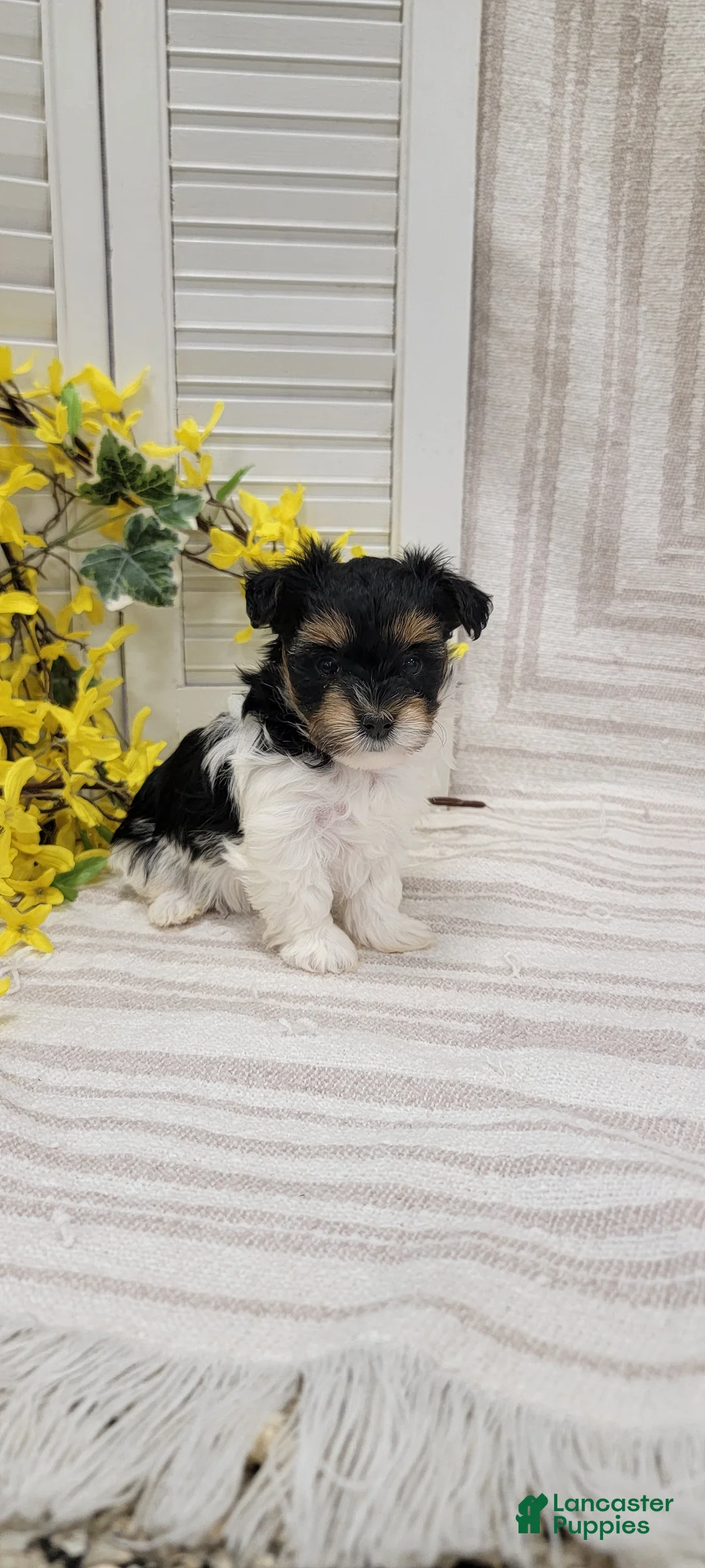 Yorkiepoo dogs for sale: Star - Ad 13