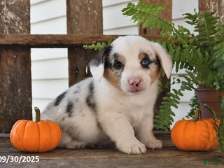 Mixed Breed dogs - Ad 40