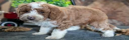 Miniature Poodle dogs for sale: Addie - Ad 3
