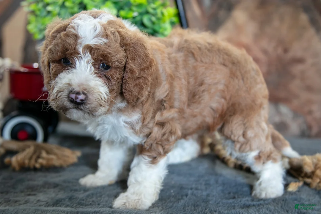 Miniature Poodle dogs for sale: Addie - Ad 3