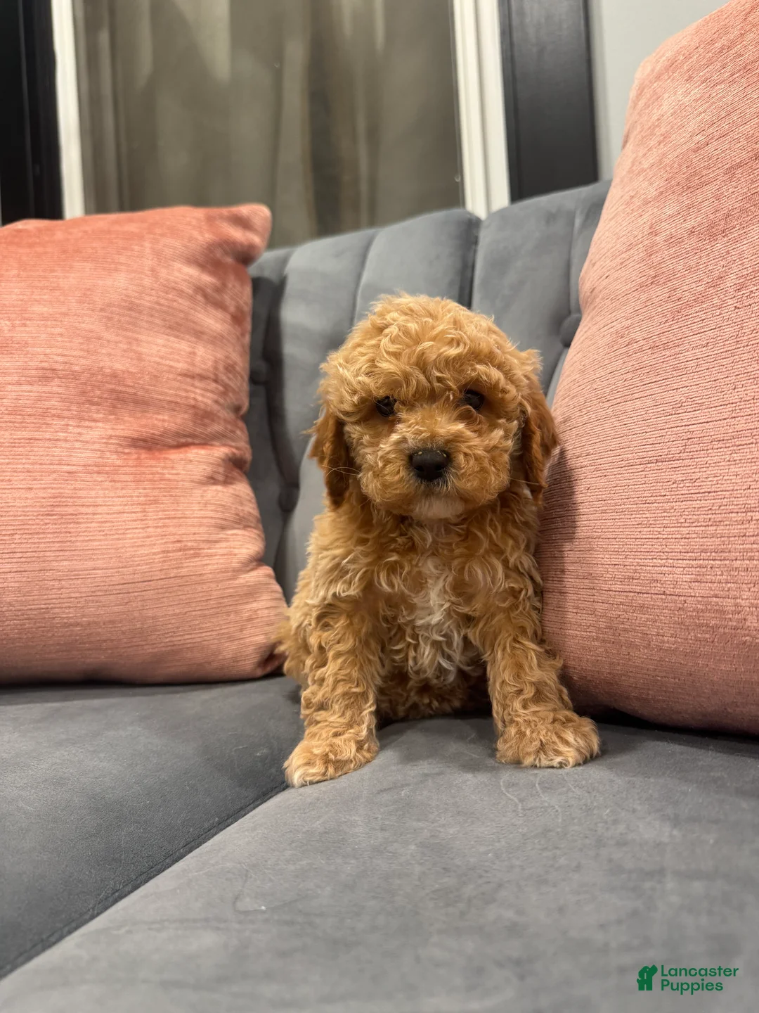 Cavapoo dogs for sale: Kali - Ad 3