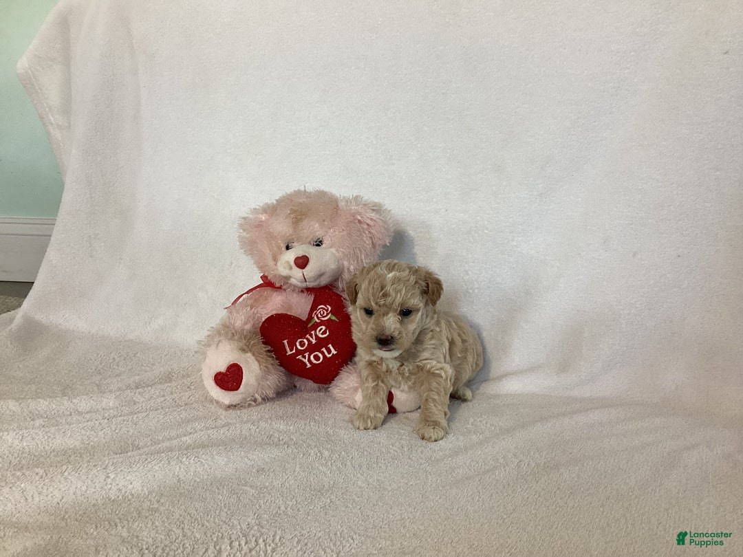 Maltipoo dogs for sale: Candy - Ad 4