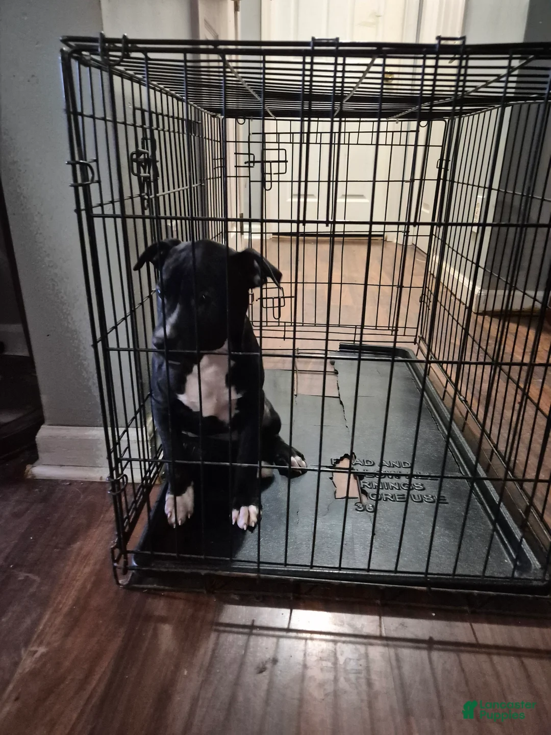 American Staffordshire Terrier dogs for sale: American Staffordshire Terrier Puppy 3 - Ad 4