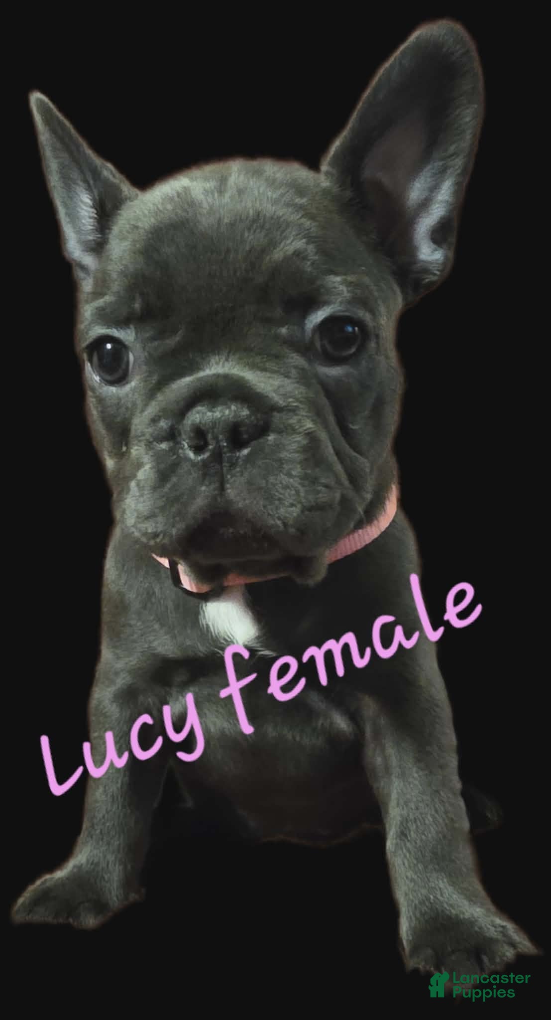 French Bulldog dogs Lucy - Ad 1