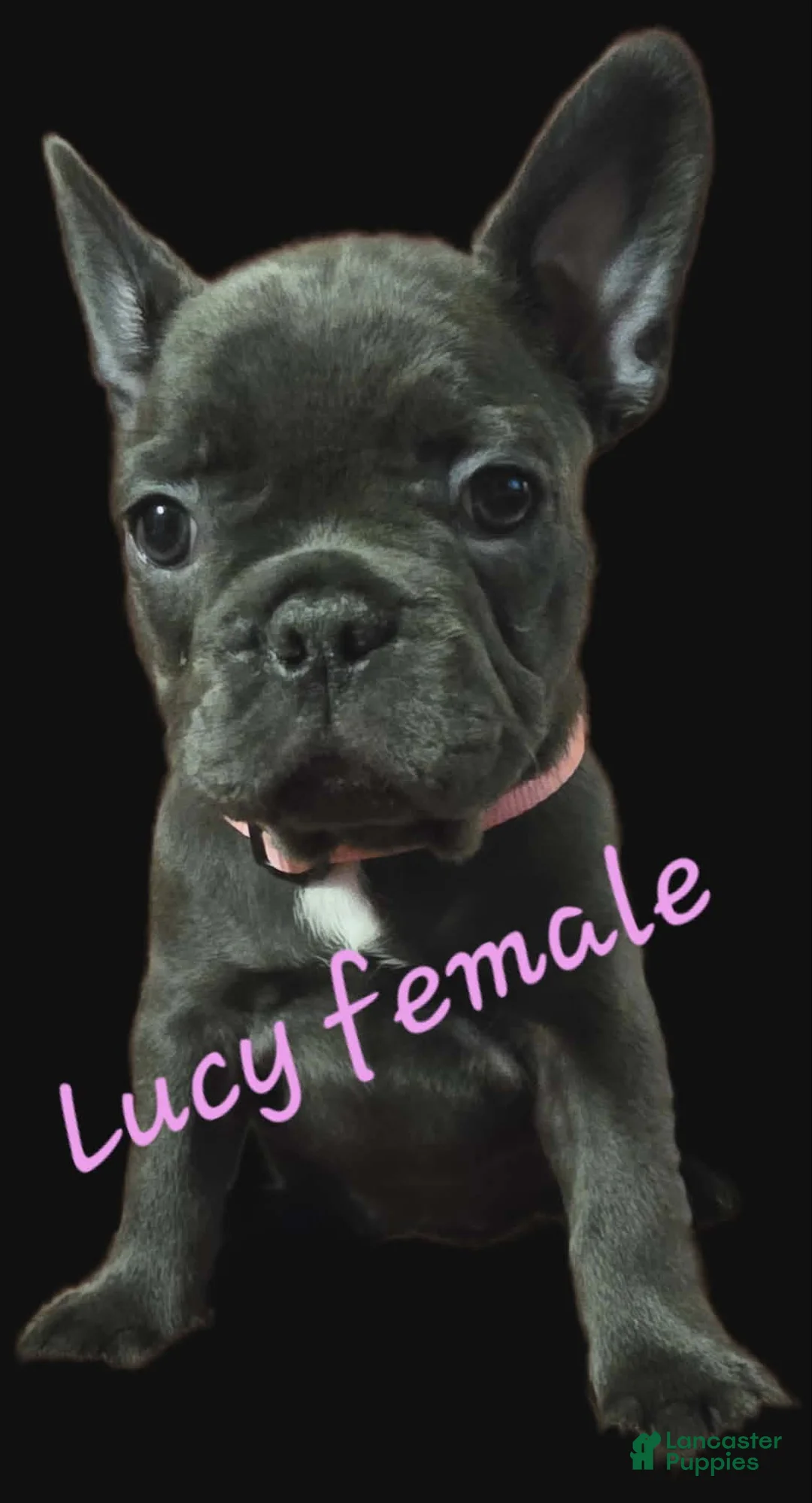 French Bulldog dogs for sale: Lucy - Ad 1