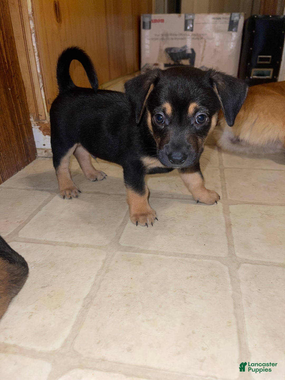 Mixed Breed dogs for sale: Rowdy - Ad 1