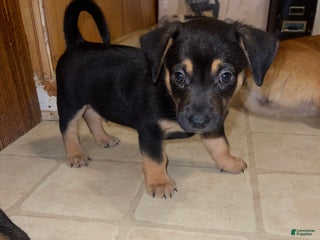 Mixed Breed dogs Rowdy - Ad 25