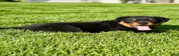 Rottweiler dogs for sale: Addison - Ad 3