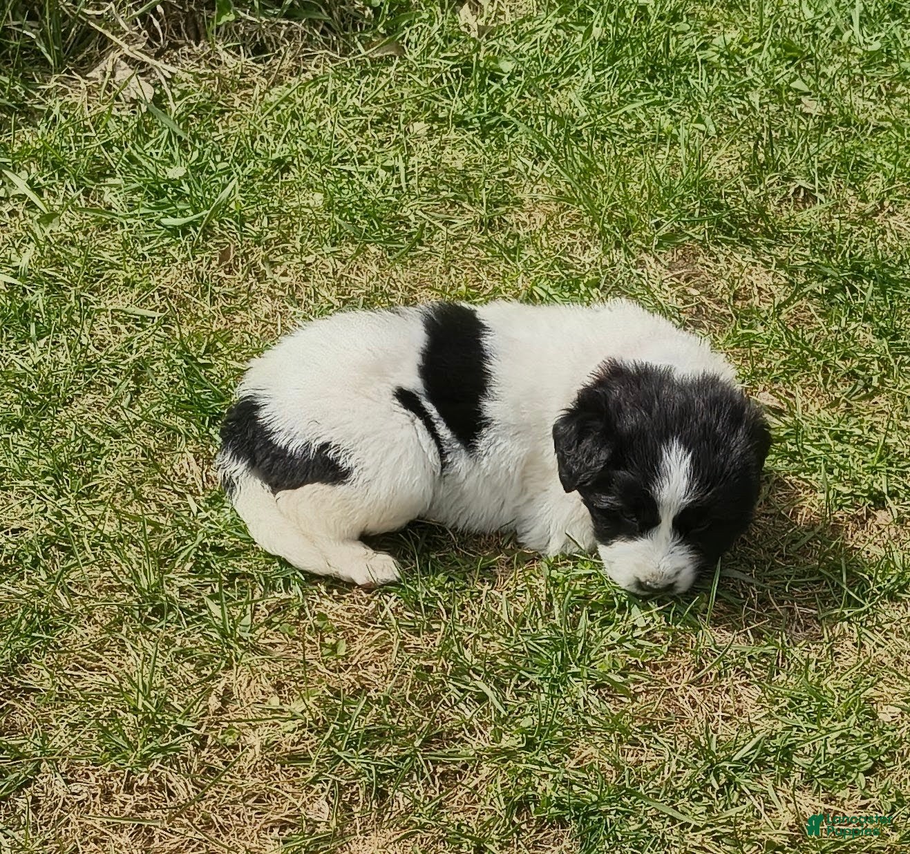 Newfoundland dogs Orange collar  - Ad 6