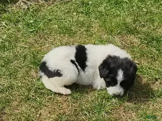 Newfoundland dogs Orange collar - Ad 6