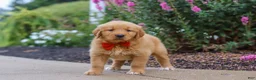 Golden Retriever dogs for sale: Biscuit - Ad 5