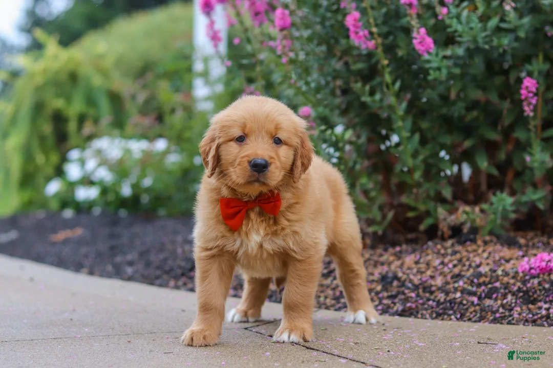 Golden Retriever dogs for sale: Biscuit - Ad 5