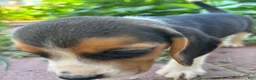 Beagle dogs for sale: Zoey - Ad 7