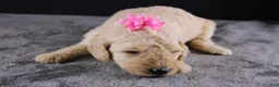 Standard Poodle dogs for sale: Dolly P - Ad 4